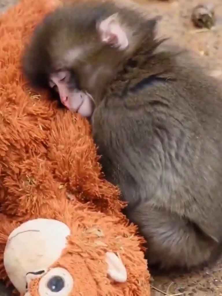Vi spiego perché la scimmietta resta con il peluche